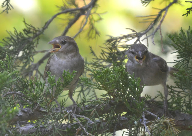 Woods Walks and Wildlife: July 2011