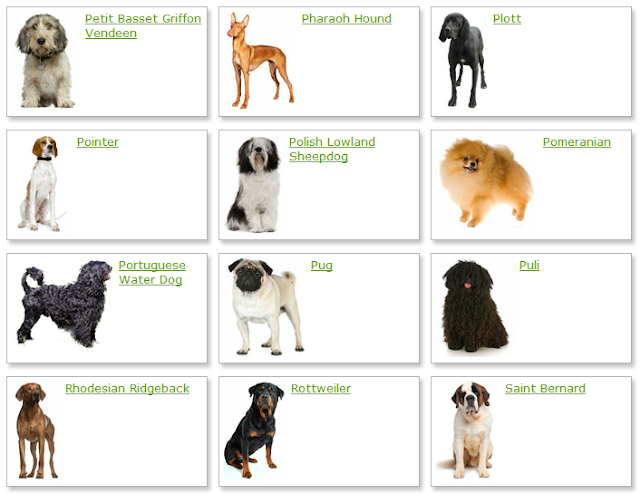 Dog Breeds List With Picture | Dog Breeds Alphabetical - Dogs Breeds Guide