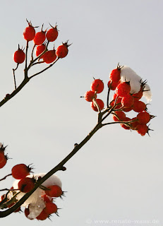 Baum für einen kleinen Garten