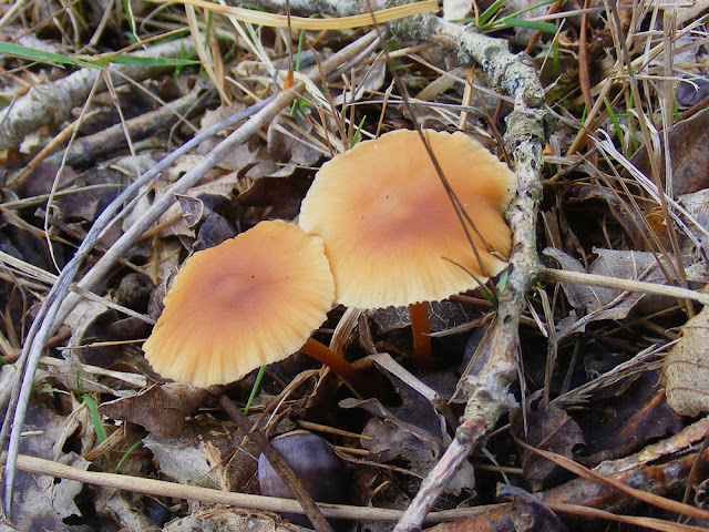 Gymnopilus.  Indre et Loire, France. Photographed by Susan Walter. Tour the Loire Valley with a classic car and a private guide.