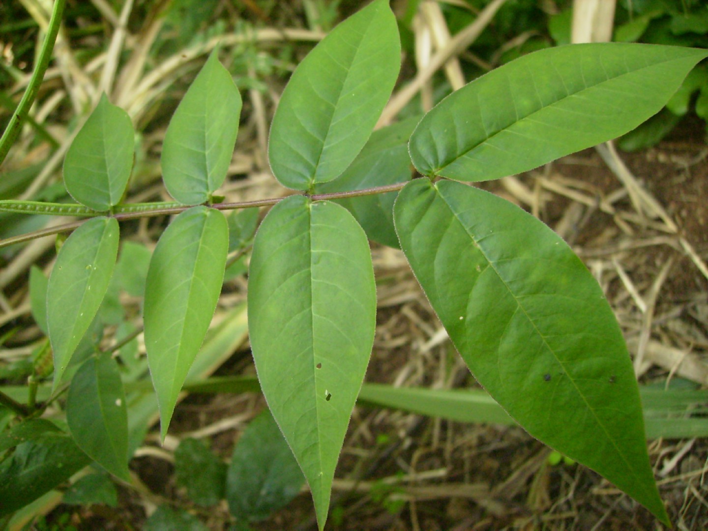 What Do Cloudless Sulphur Caterpillars Eat