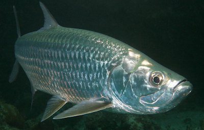 Indo-Pasific Tarpon Si Ikan Bandeng Yang Menakutkan