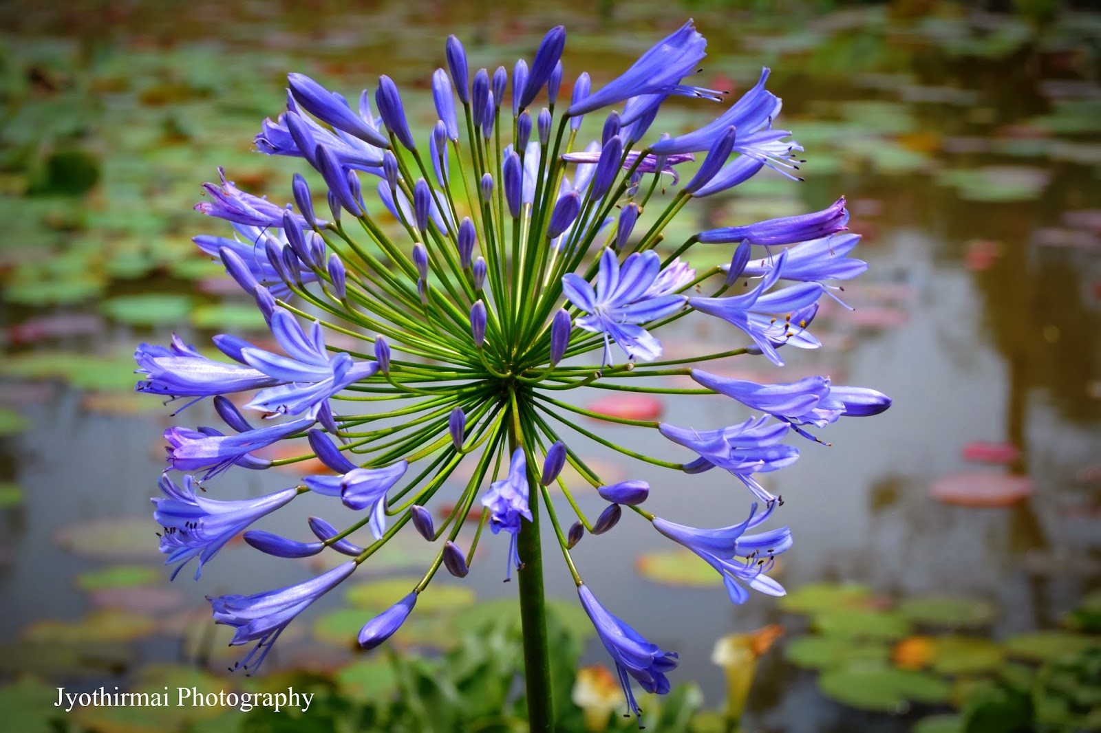 Rainbow Pics Rare Flowers