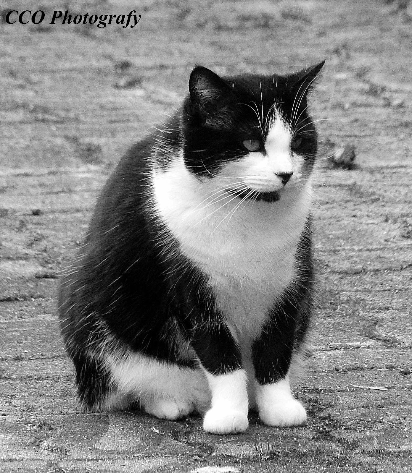 Les photos de Christelle De jolis minous