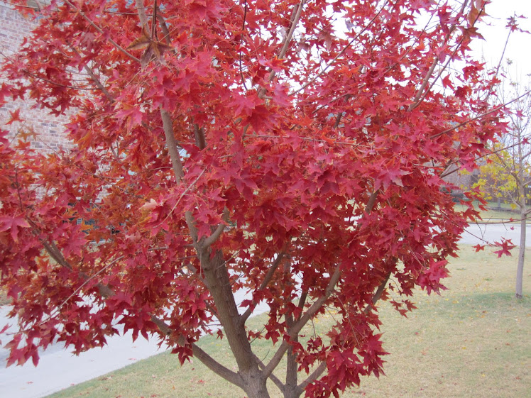 MAPLES 4 ALLEN, TEXAS: Who said there are no fall colors in N. Texas?