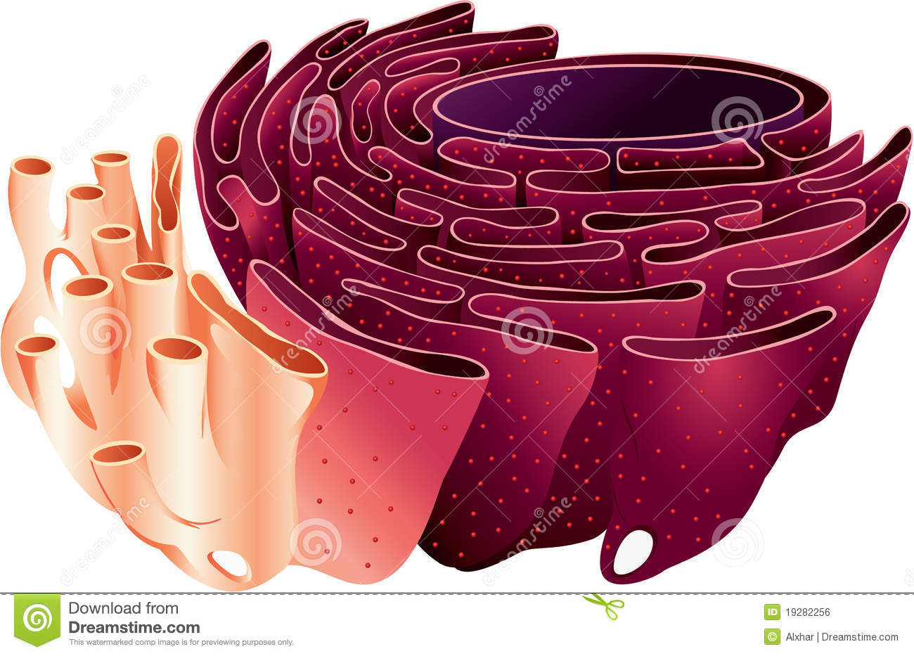 smooth endoplasmic reticulum Smooth endoplasmic reticulum collection of enzymes that perform specialized tasks, including synthesis of membrane lipids and the detoxification of drugs endoplasmic reticulum site where lipid components of the cell membrane are assembled, along with proteins and tother materials that are exported from the cell. smooth endoplasmic reticulum Smooth endoplasmic reticulum collection of enzymes that perform specialized tasks, including synthesis of membrane lipids and the detoxification of drugs endoplasmic reticulum site where lipid components of the cell membrane are assembled, along with proteins and tother materials that are exported from the cell.