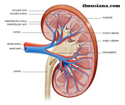 kidney Excretory System Human Body