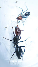 The major and minor workers of Camponotus saundersi