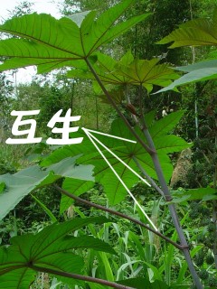 蔡老师的生物天地: 叶