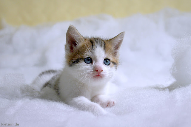cute adorable kitten pictures