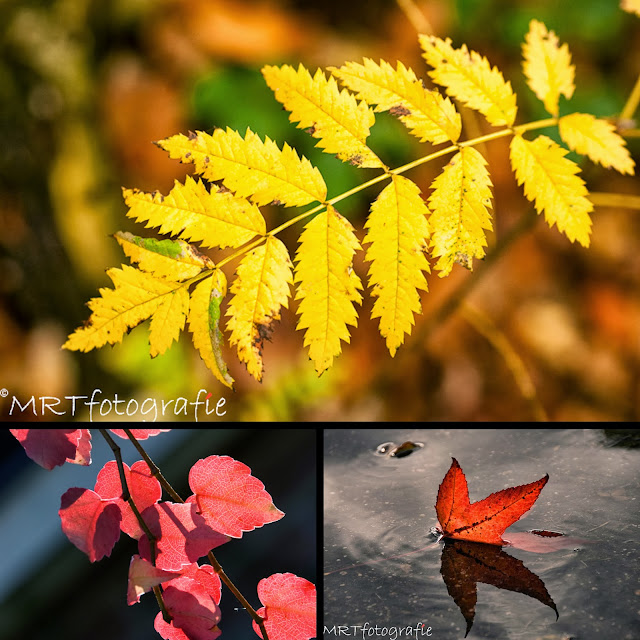 Fotografietips voor in de herfst warme uitstraling in het bos details