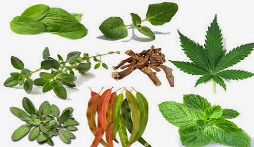 15 Plants and Herbs That Can Boost Lung Health, Heal Respiratory Infections And Even Repair Pulmonary Damage