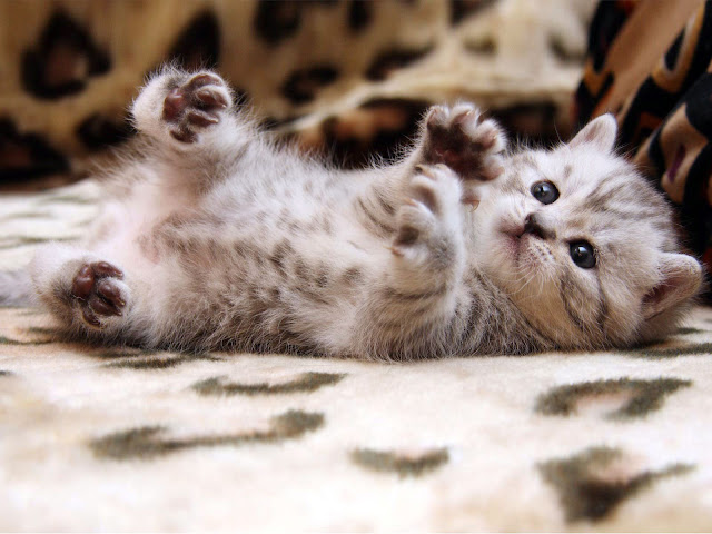 cute-small-cat-wallpaper.jpg