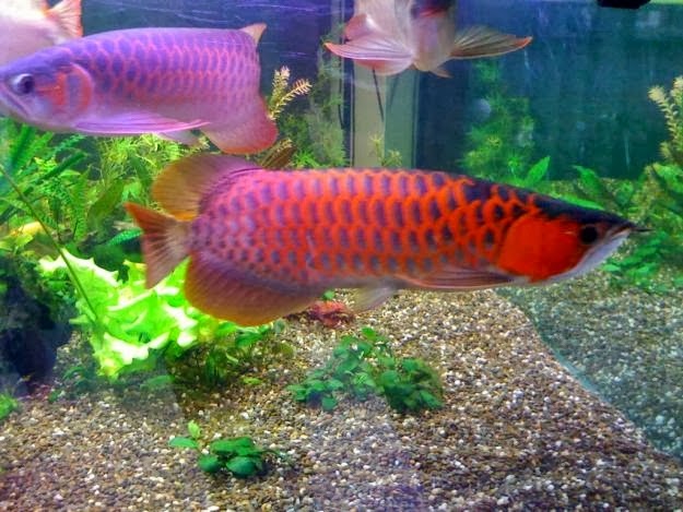 Cara Merawat Ikan Arwana Yang Baik