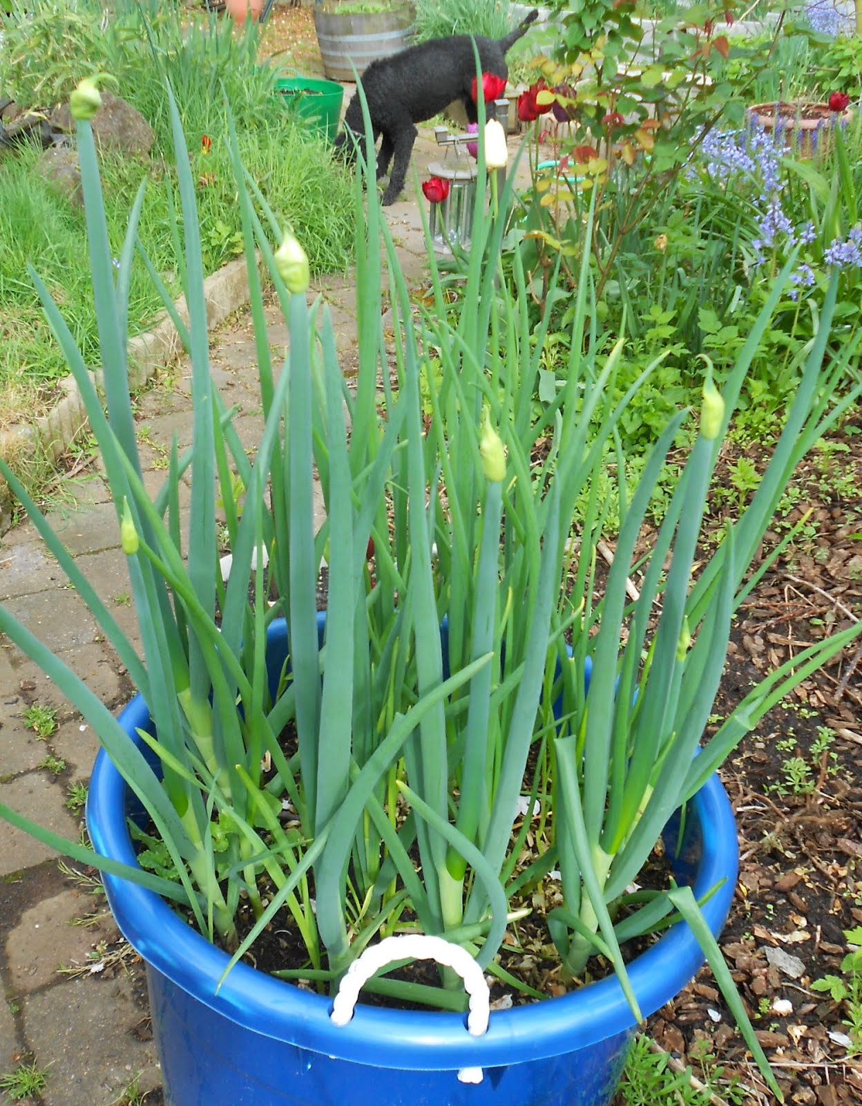 18+ Wonderful Planting Onions In Containers Inspiratif Design