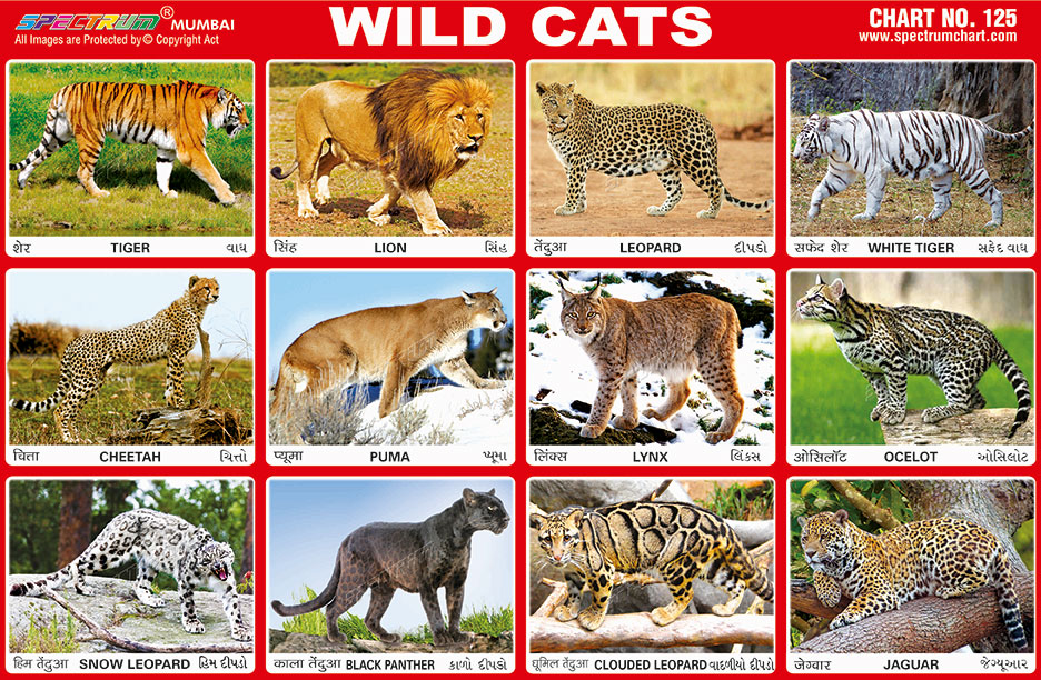 Spectrum Educational Charts: Chart 125 - Wild Cats