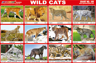 Wild Cats Chart contains 12 images of members of cat family