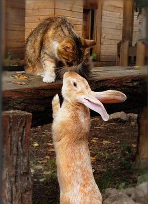 Funny Animal Pictures Because You're My Best Friend Amazing Creatures