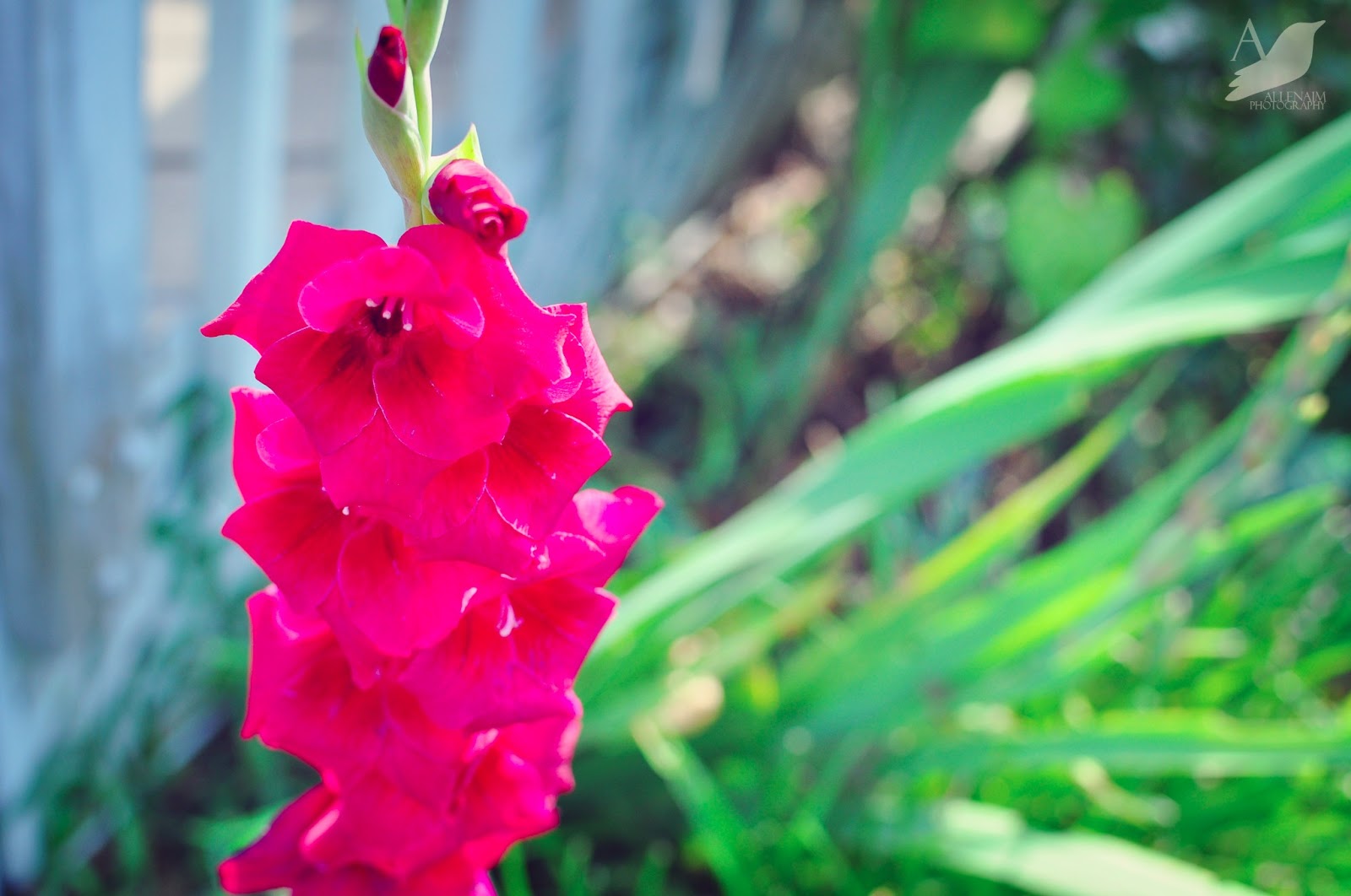 8 Easy Plants YOU Can Grow on Any Sized Deck or Patio 8 Easy Plants YOU Can Grow on Any Sized Deck or Patio