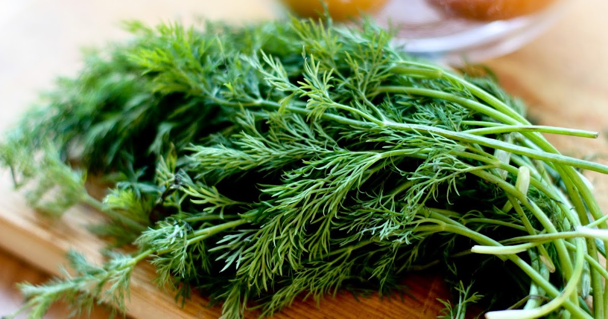 HOW TO GROW DILL FROM SEED The Garden of Eaden