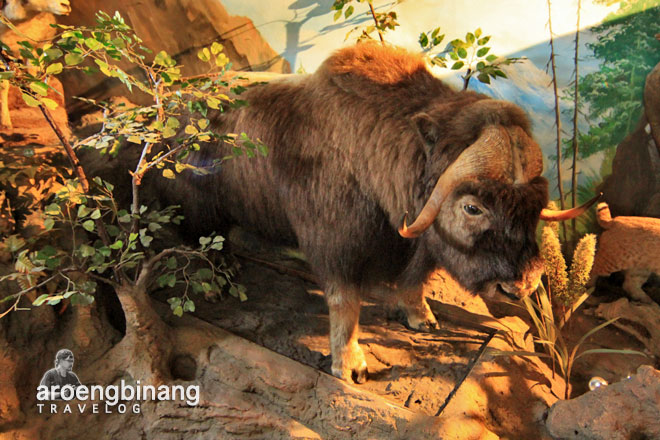 rahmat international wildlife museum gallery