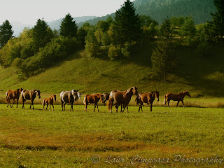 cal horse pferde caballo cheval