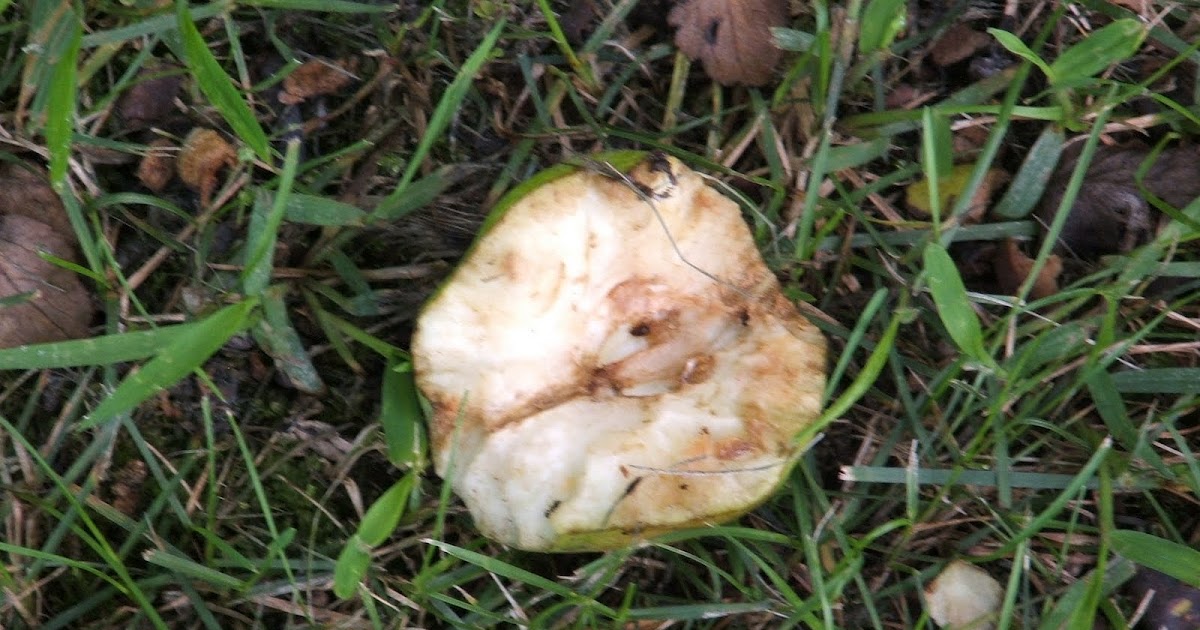 God's Growing Garden Pears and Squirrels