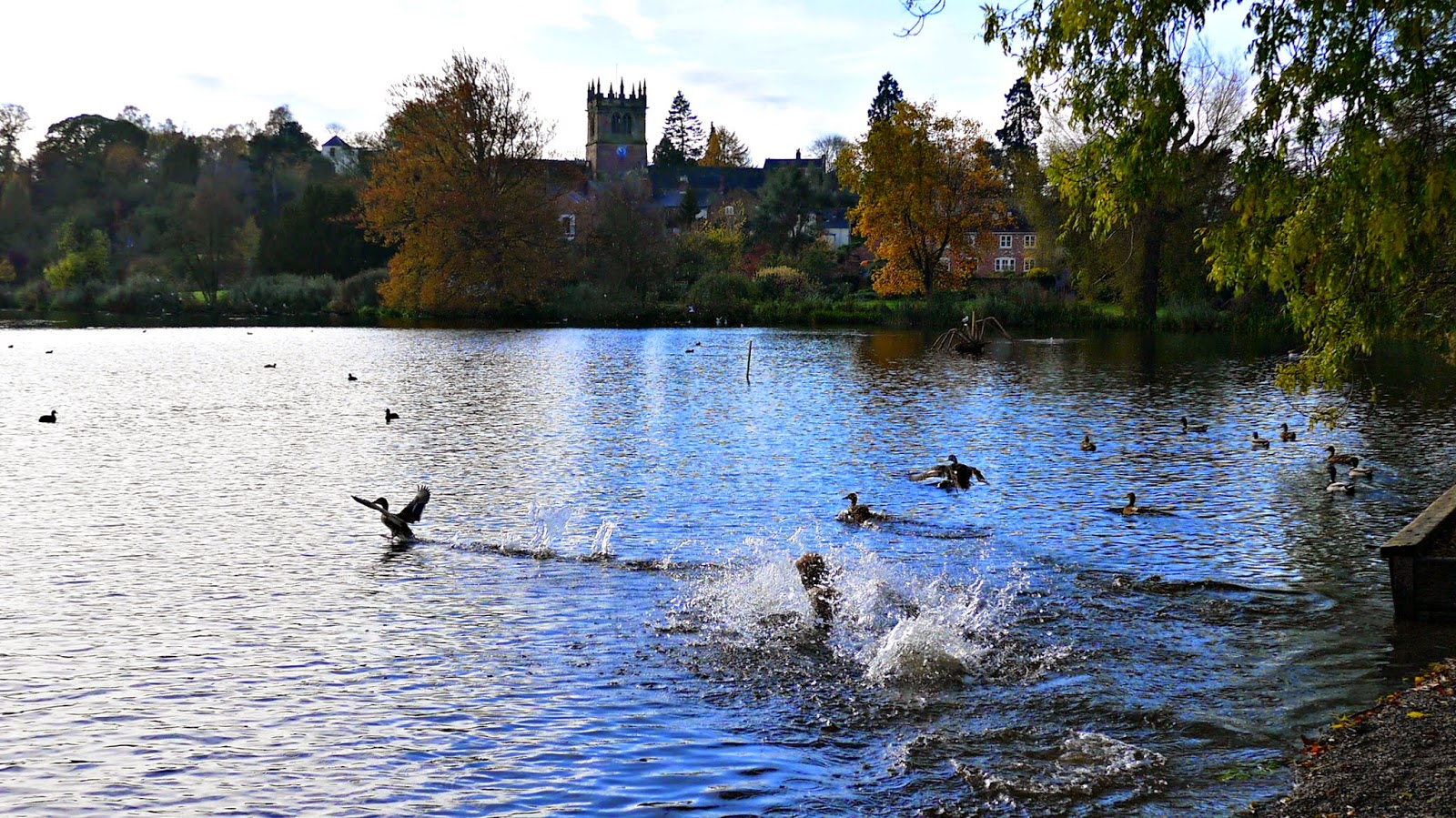 dog chasing ducks at ellesmere lake