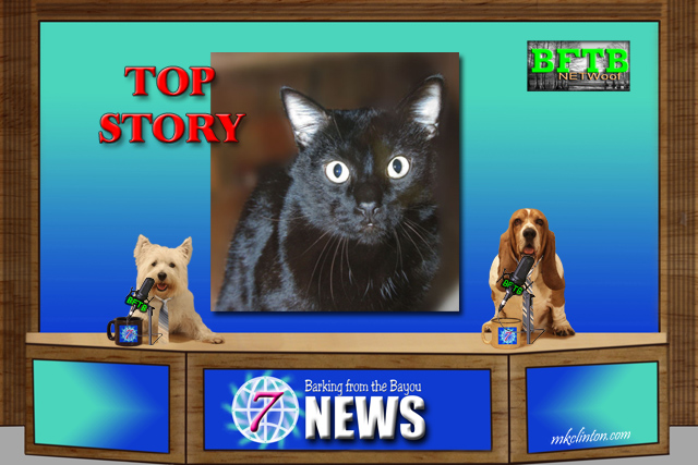 BFTB NETWoof News with two dog news anchors