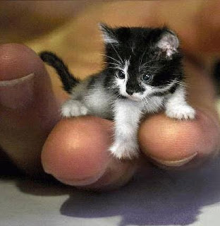 اصغر قطة بالعالم