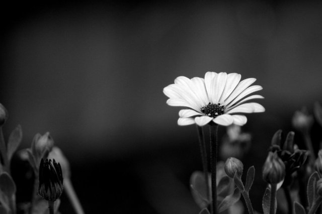 Pictures Of Flowers Black And White Pictures Of Flowers Black And White