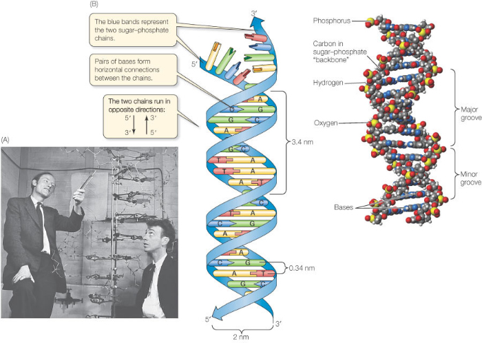 My Biology Blog: #2 Geneticist Review