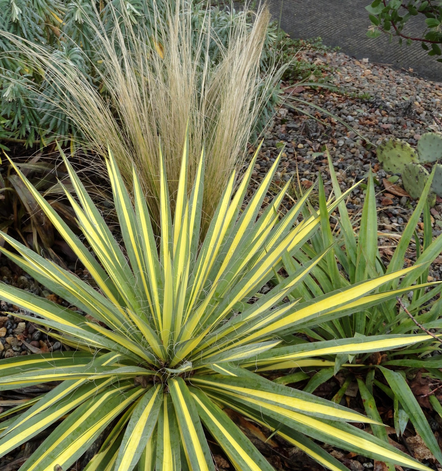 Albums 100+ Pictures pictures of a yucca plant Superb