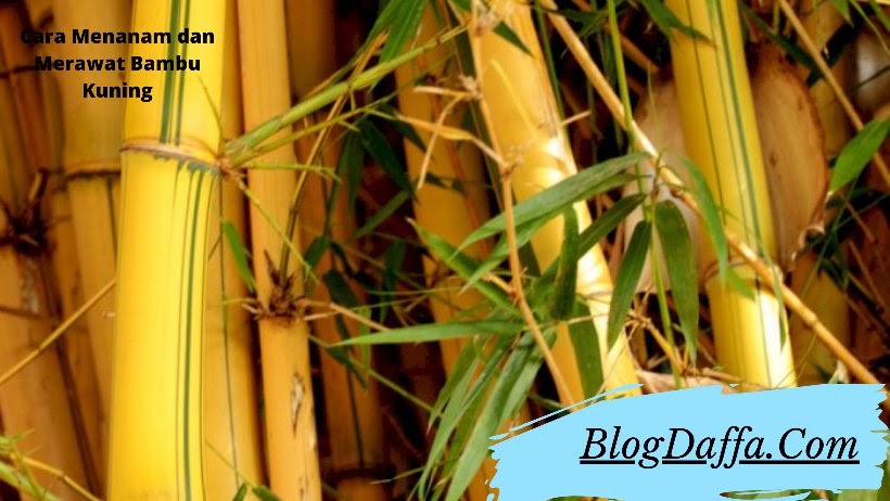  Cara  Paling Mudah Menanam  Bambu  Kuning di Depan Rumah 