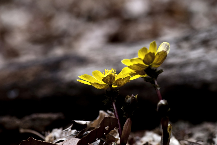 Wildflowers in Korea Adonis amurensis{복수초)