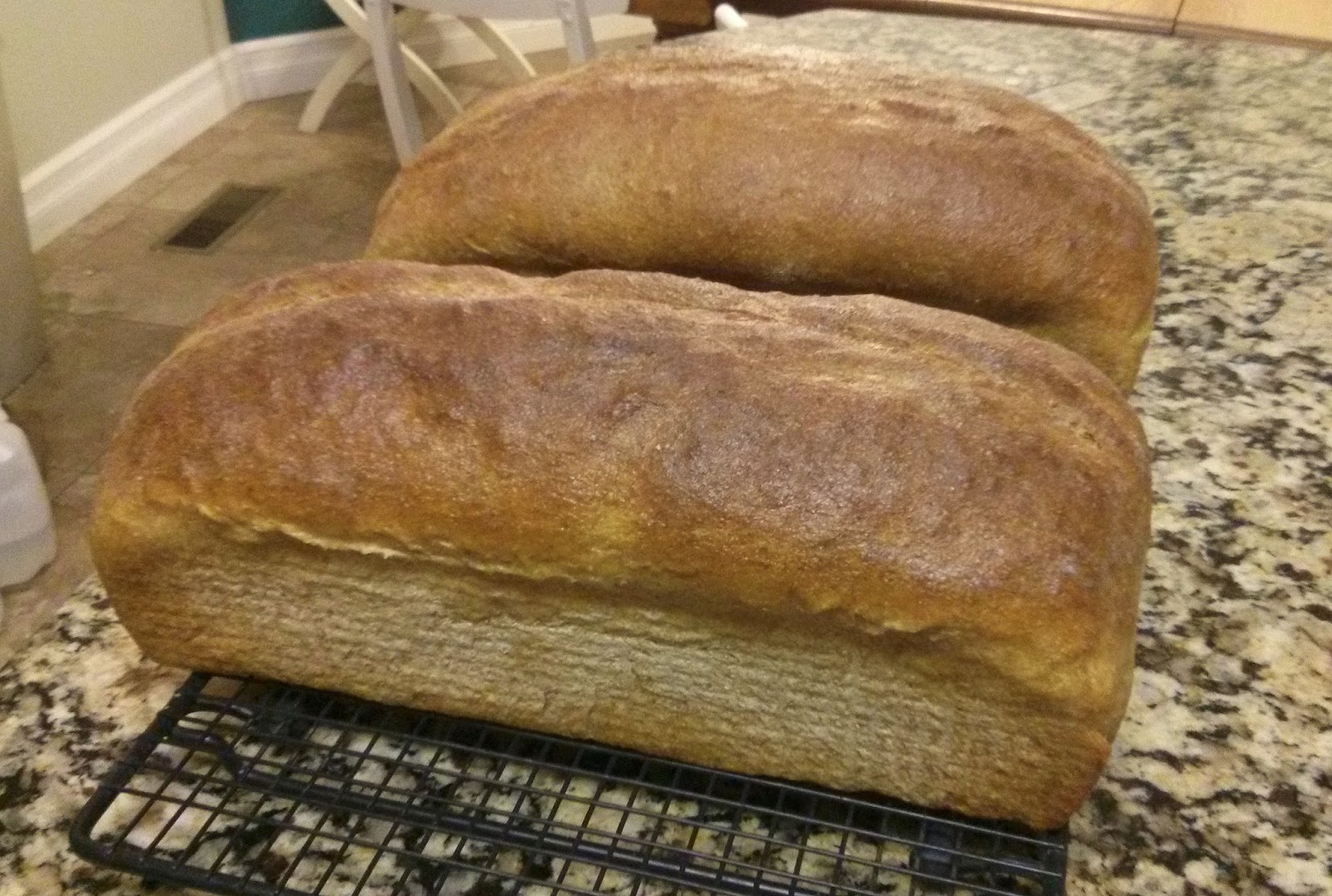 My Sourdough Starters Introducing Tara Our Natural Dough Starter