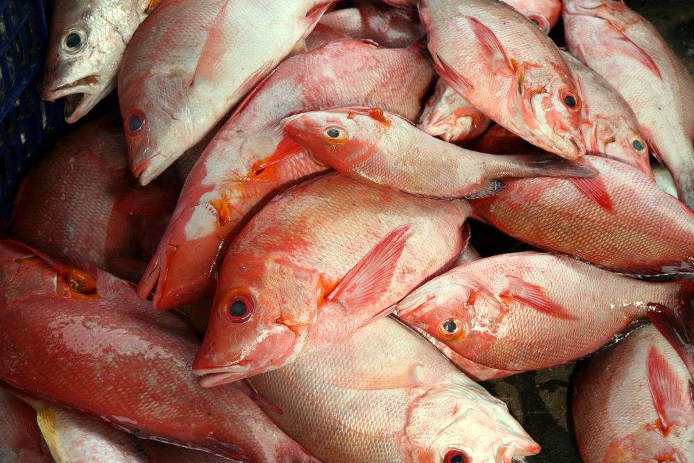 About US Buy Fresh Red Snapper Pacific Red Snapper Facts and Red