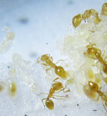 Workers of Solenopsis molesta