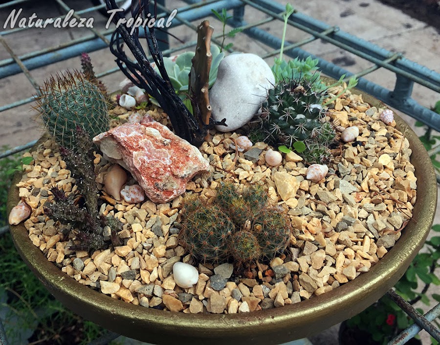 Decoración con plantas suculentas ideal para exterior