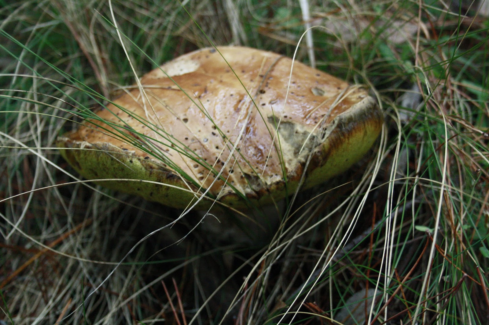 Foraging in the Adelaide Hills