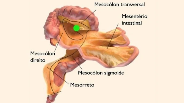 http://www.oblogdomestre.com.br/2017/02/Mesenterio.CienciaESaude.html