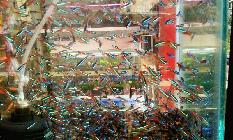 budidaya ikan hias neon tetra kecil tahan lama budidaya ikan hias neon tetra kecil tahan lama