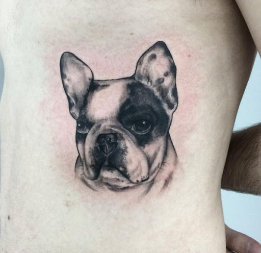 Este adorável bulldog francês