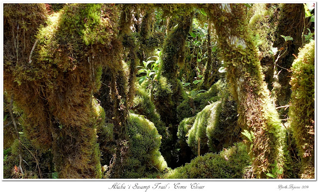 Alaka’i  Swamp Trail: Come Closer