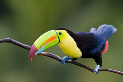 Fotografias de aves: imagenes de coloridos tucanes