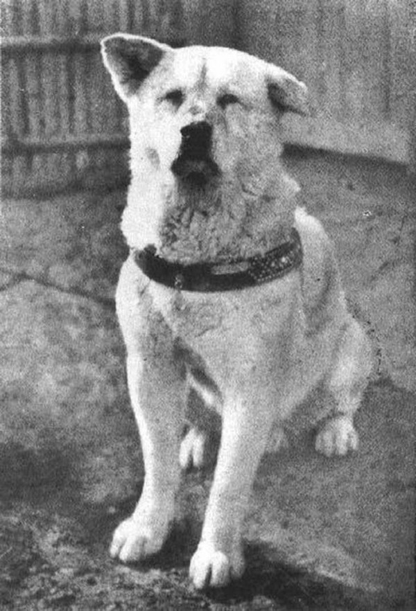 Rubíes Literarios Hachiko. El perro que esperaba de Luis Prats