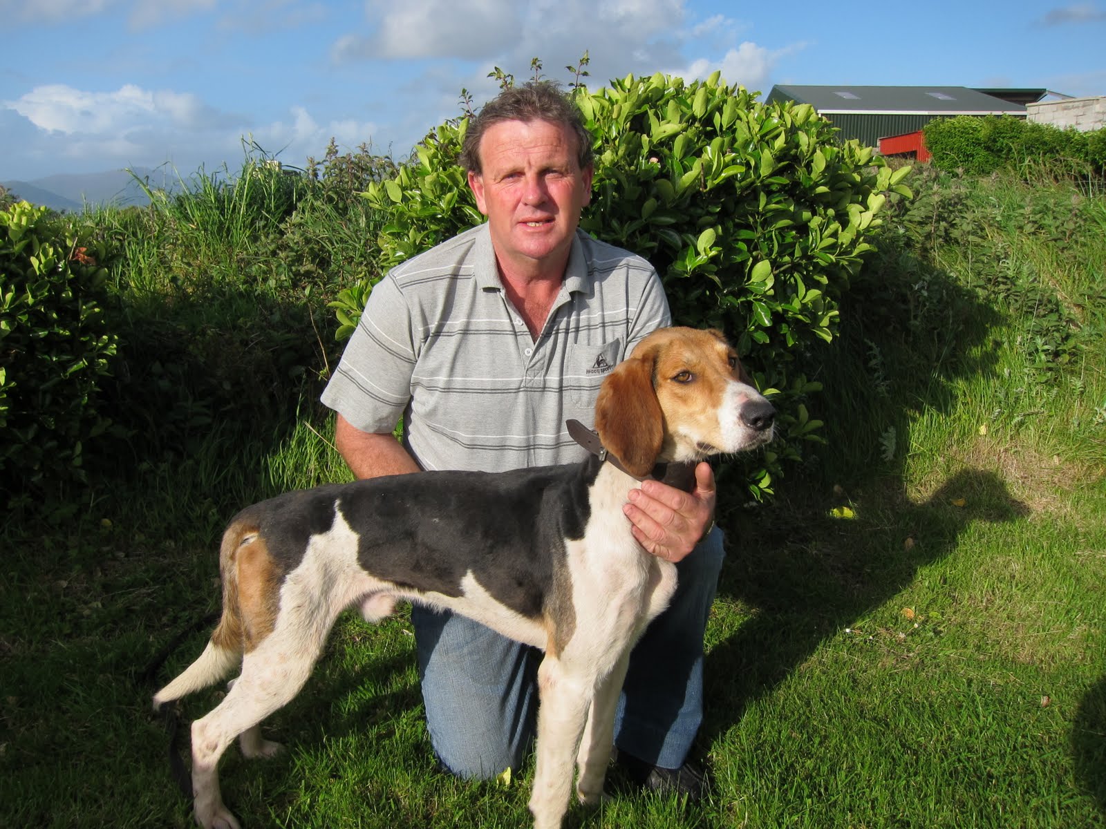 Hound Kerry Beagle Association Irish Kerry Beagle Beagle Hunting