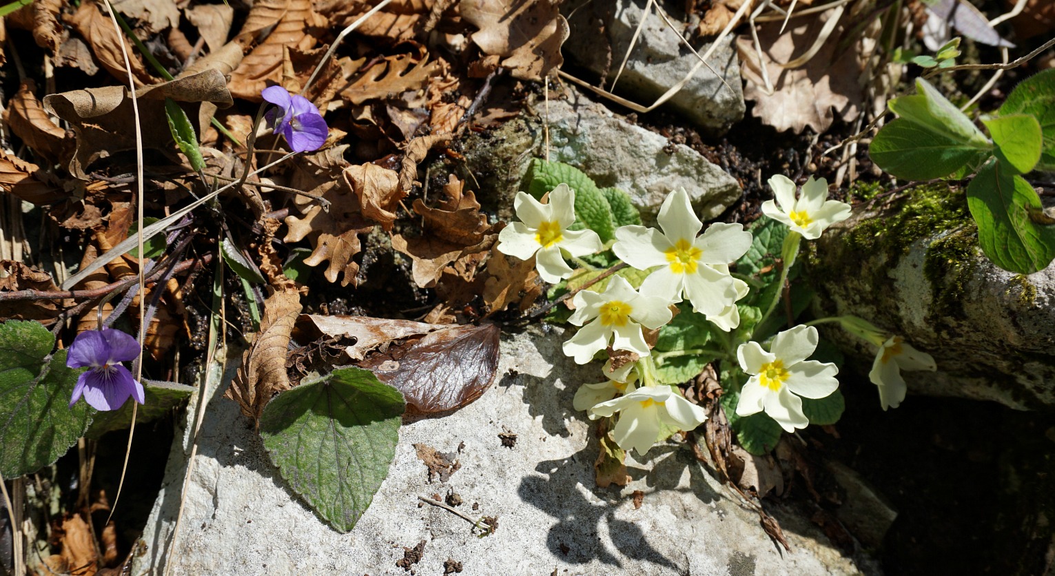 First spring flowers surrounded by snow