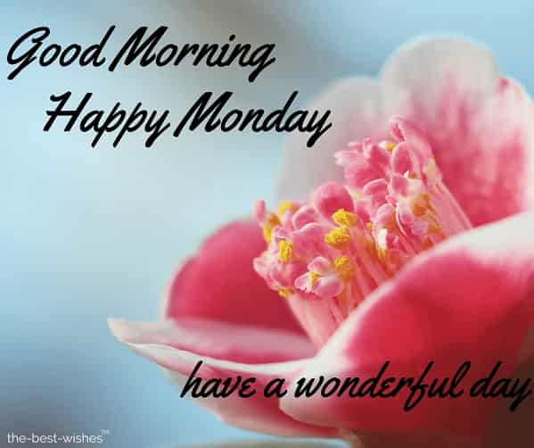 adorable-pic-of-good-morning-monday adorable pic of good morning monday