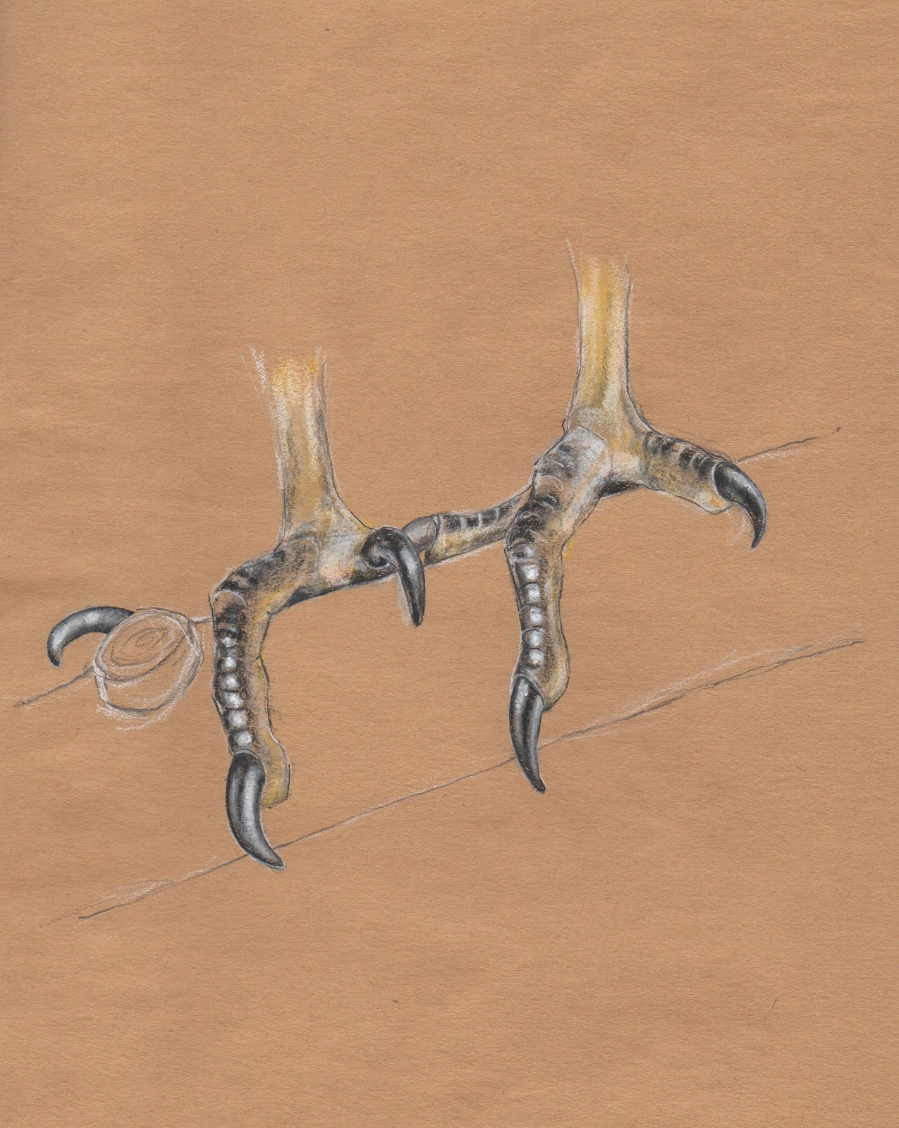 Layla Luna Turkey Vulture Feet